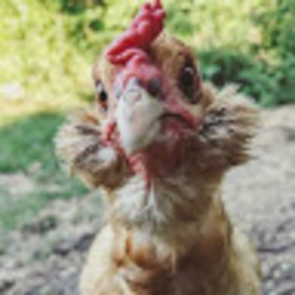 Meet your Posher, Elsa - Picture 1 of 1